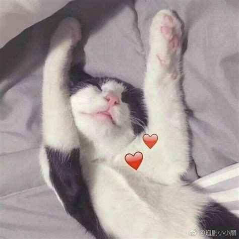 Cute Cat Memes Cute Love Memes Cute Cat Wallpaper Cartoon Wallpaper