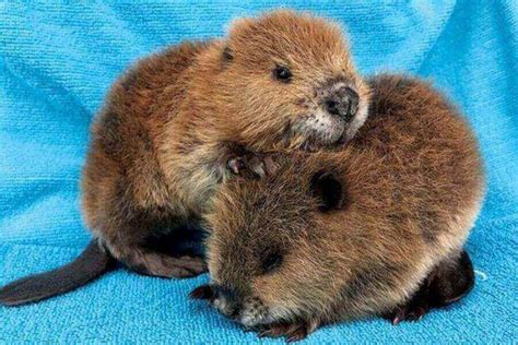 Pet Beaver Can You Keep Beavers As Pets And How
