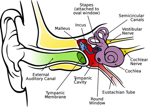 Ear Diagram Clip Art Anatomy Of The Human Ear Png Download Full