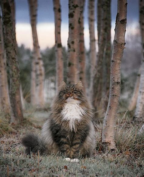 27 Amazing Photos Of Norwegian Forest Cats Having The Time Of Their