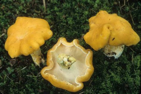 9 Types Of Chanterelle Mushrooms A Z Animals