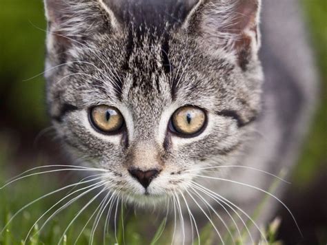 Do my cat eyes ? The same as a human eye, cats may undergo ...