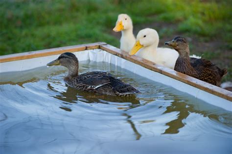 What To Feed Baby Ducksducklings A Complete Guide Tractor Supply Co