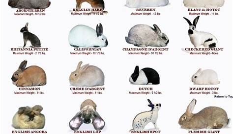 Pin by Elena Wooff on Rabbit | Rabbit breeds, Rabbit cages, Bunny care