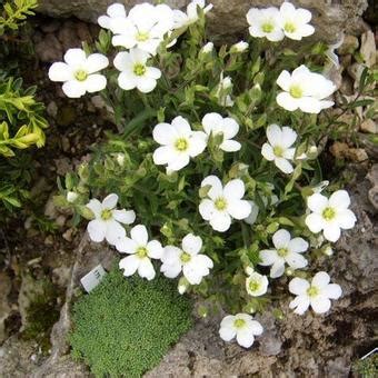 Arenaria montana prefers dry, well drained, sandy to sandy loam soils, and once established arenaria is drought tolerant because of its shallow root system. Zandkruid - Arenaria montana | Planten online kopen