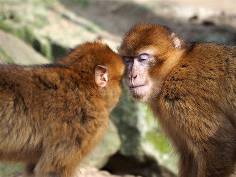 2 Monkeys Hugging Stock Photos Download 222 Royalty Free Photos