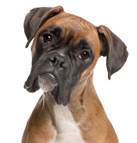 Should you give your boxer the same food throughout his life? Best dog food for boxers