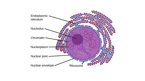 Nucleus And Ribosomes Article Khan Academy