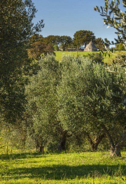 Italy Landscape Apulia Countryside Valle Ditria Hills With Olive
