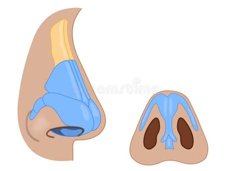 Nose External Anatomy Stock Vector Illustration Of Nasal 10427955