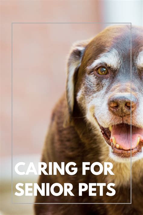 Caring For Your Senior Pet Special Considerations And Tips