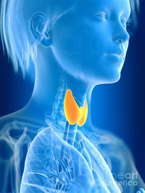 Illustration Of Female Thyroid Gland Photograph By Sebastian Kaulitzki