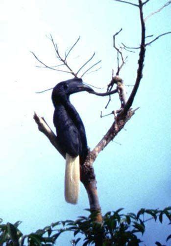 Sulu Hornbill Alchetron The Free Social Encyclopedia