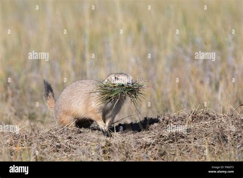 Blacktailed Prairie Dog Cynomys Ludovicianus At Burrow With Mouthful