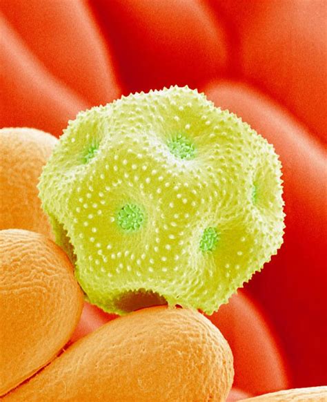 Pollen Grains Under Microscope Amusing Planet