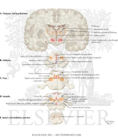 Cerebellar nuclei / anatomy & histology*. Reticular Formation: Nuclei and Areas in the Brain Stem and Diencephalon