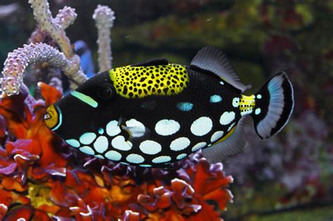 Life Under The Blue Water Clown Triggerfish The Most Popular And