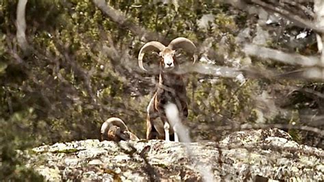 Iberian Mouflon Sheep The Iberian Hunting Experience