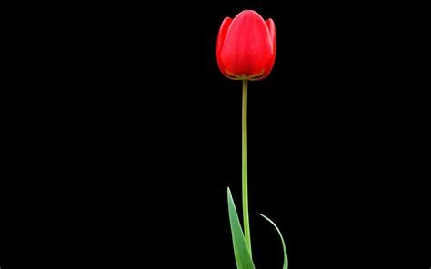 2560x1600 Resolution Tulip Red Flower 2560x1600 Resolution Wallpaper