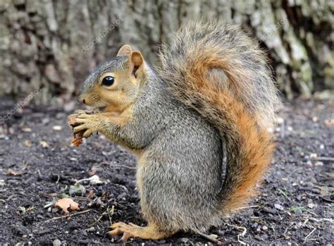 Apparently squirrel meat is decent to eat, but tough, so good for stew. Do Squirrels Eat Peanut? (Squirrels Food List)
