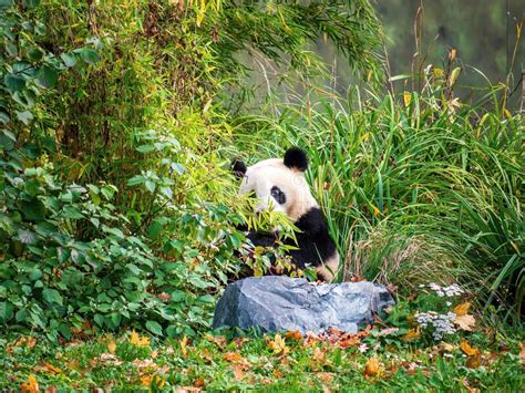 Cute Panda Eating Bambus Stock Photo Image Of Climb 235314562