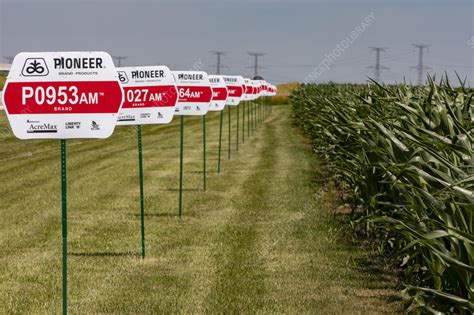 Genetically Modified Corn Stock Image C0562820 Science Photo Library