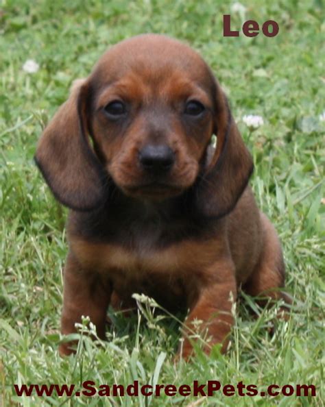Tlc kennel are proud to offer a wide selection of designer puppy breeds! Sandcreek Pets AKC Dachshund Puppies for Sale in Oklahoma