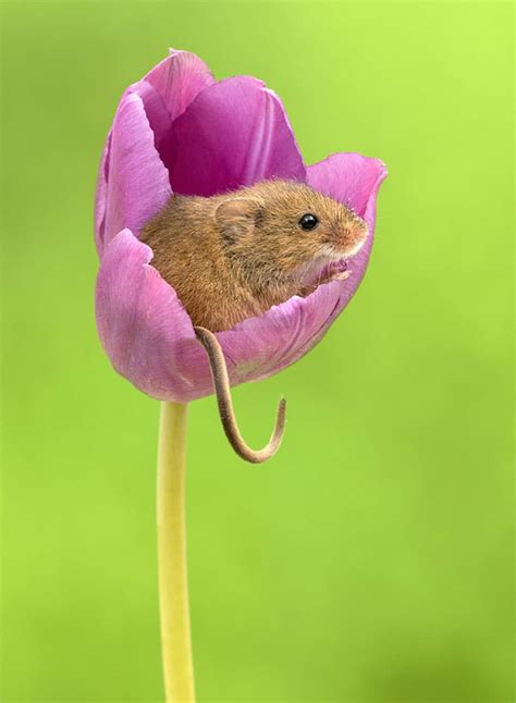 Macro Photography Series Captures Tiny Harvest Mice Playing In Tulips