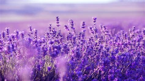 Calming Purple Wallpapers Top Free Calming Purple Backgrounds