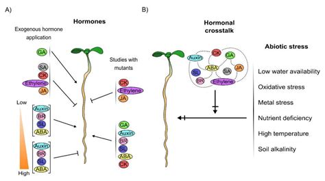 Cells Free Full Text Interplay Between Hormones And Several Abiotic