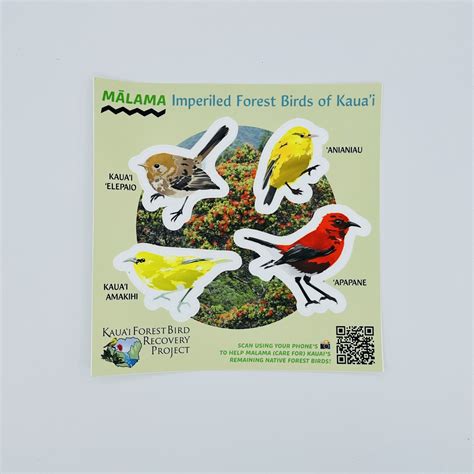 Kauai Forest Bird Recovery Project Imperiled Forest Birds Of Kauai