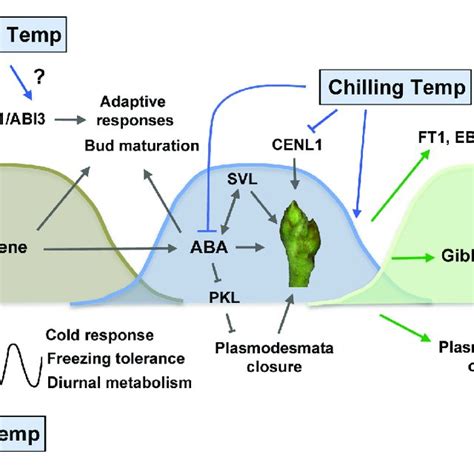 Photoperiodic And Temperature Control Of Bud Set Dormancy