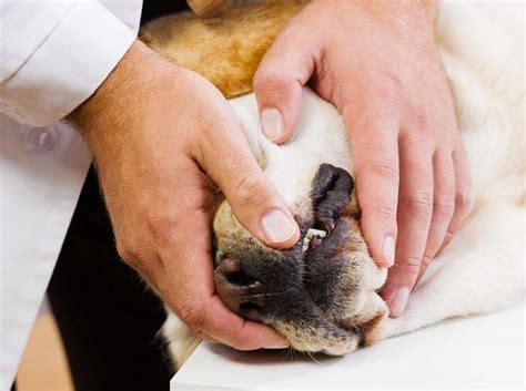 Es besteht die gefahr von zusammenbrüchen und stürzen. Hund mit Insektenstich: Wann wird es gefährlich?