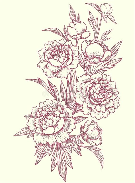 Peonies Clip Art Stock Vector Illustration Of Floral 54319329