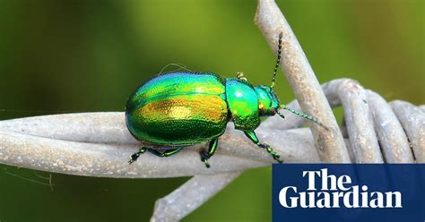 A Rare Jewel Of A Beetle Emerges From The Ouse Ooze Environment The