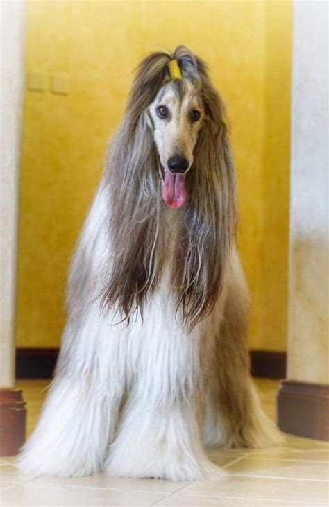 15 Interesting Hairstyles For Afghan Hounds Afghan Hound Hair Styles Afghan