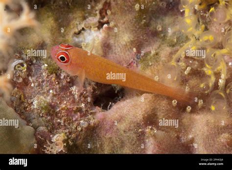 Ring Tailed Dwarf Gobi Trimma Benjamini Adult Resting On Coral