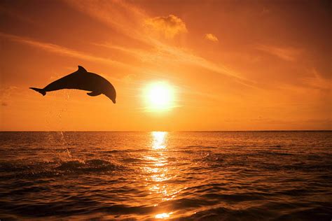 Bottlenose Dolphin Tursiops Truncatus Jumping Out Of Water Sunset By