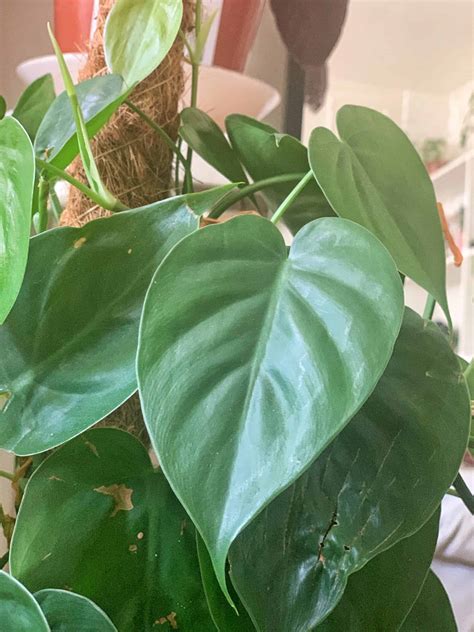 Heartleaf Philodendron Philodendron Scandens Care Guide