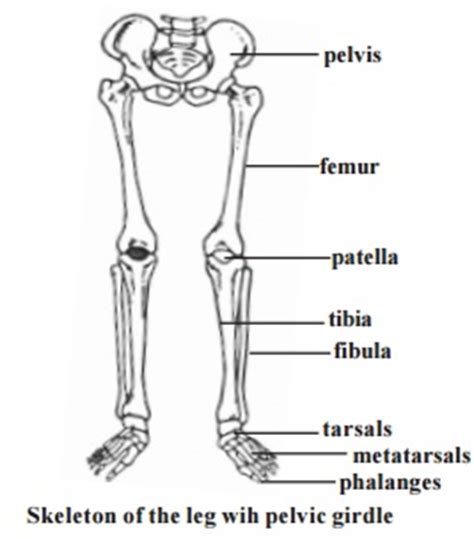 Maybe you would like to learn more about one of these? Appendicular skeleton - Pectoral girdle, Pectoral girdle ...