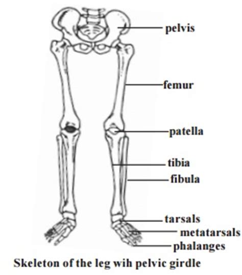 It lies between the knee and the ankle while the upper leg lies between the hip and the knee. Appendicular skeleton - Pectoral girdle, Pectoral girdle ...