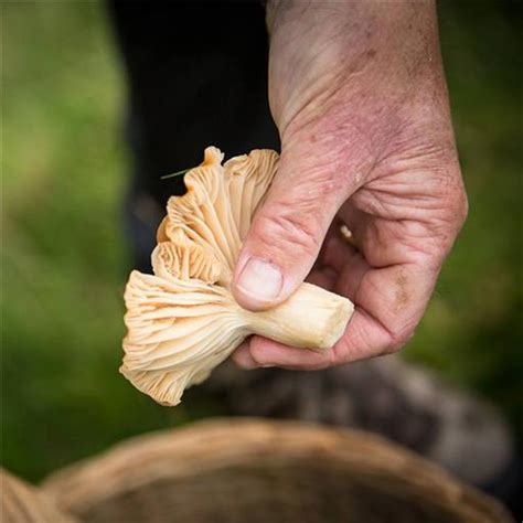 Buy Guided Wild Mushroom Foraging Min 8 People £50pp Discounts For