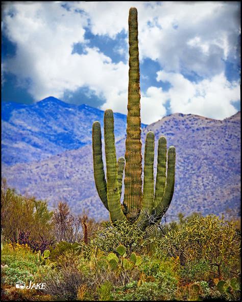Arizona Saguaro Cactus 3 Photograph By Jake Steele Fine Art America