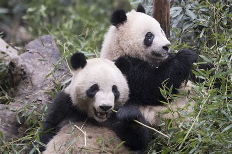 Worlds Heaviest Giant Panda Twins Weighing As Much As A Football