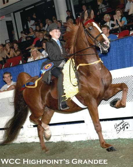 Saddlebred World Champion Since Training Horses And Ponies Since 1986