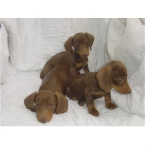 There is light feathering on the ears. Hotdog Dachshund Kennel, Dachshund Breeder in Hartsville ...