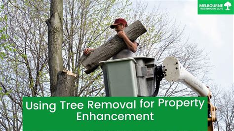 Using Tree Removal For Property Enhancement Melbourne Tree Removal