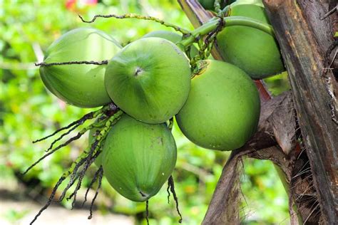 Growing Dwarf Coconut Trees A Complete Guide Agri Farming
