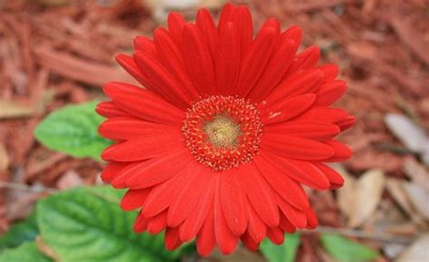 Tipo di vaso di fiori. Gerbera: fiore, coltivazione e costo | Bellissimi fiori, Margherite e Gerbera