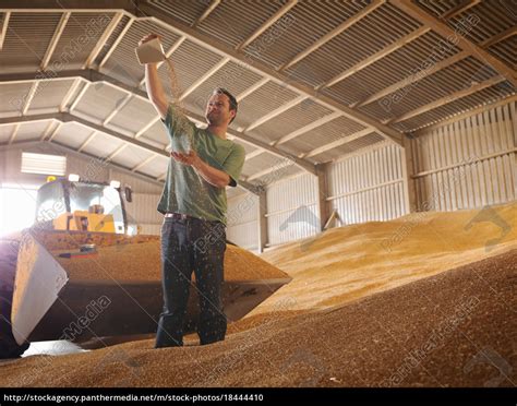 Farmer Inspecting Grain Stock Photo 18444410 Bildagentur
